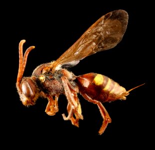 Nomada obliterata, f, left, Washington D.C 2018-04-23-15.08