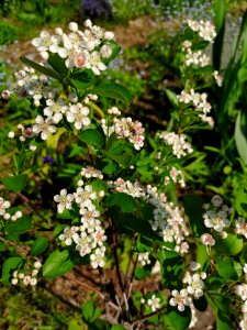 Bee on aronia