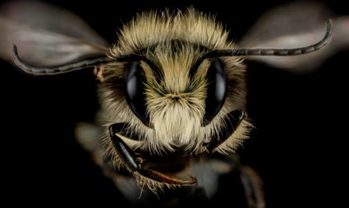 Osmia lignaria, M, Face, VA, Virginia Beach City 2014-04-13-15.42.51 ZS PMax photo