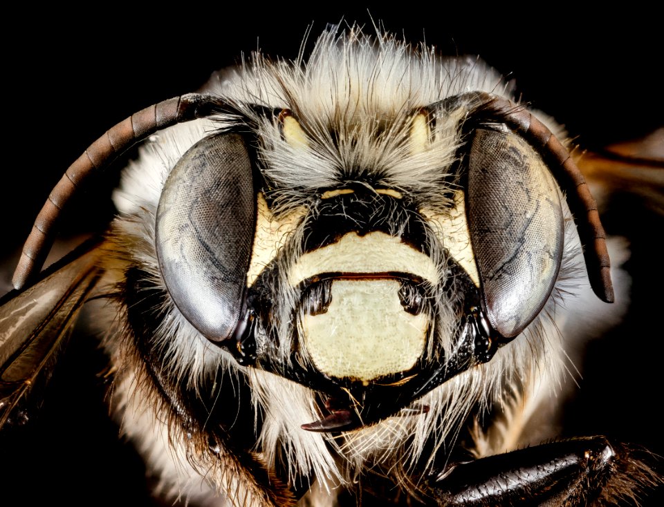 Anthophora ursina, M, Face, Georgia, Fannin County 2014-10-24-15.53