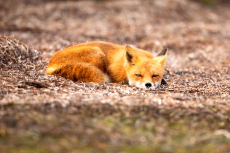 Red fox at Izembek Lagoon