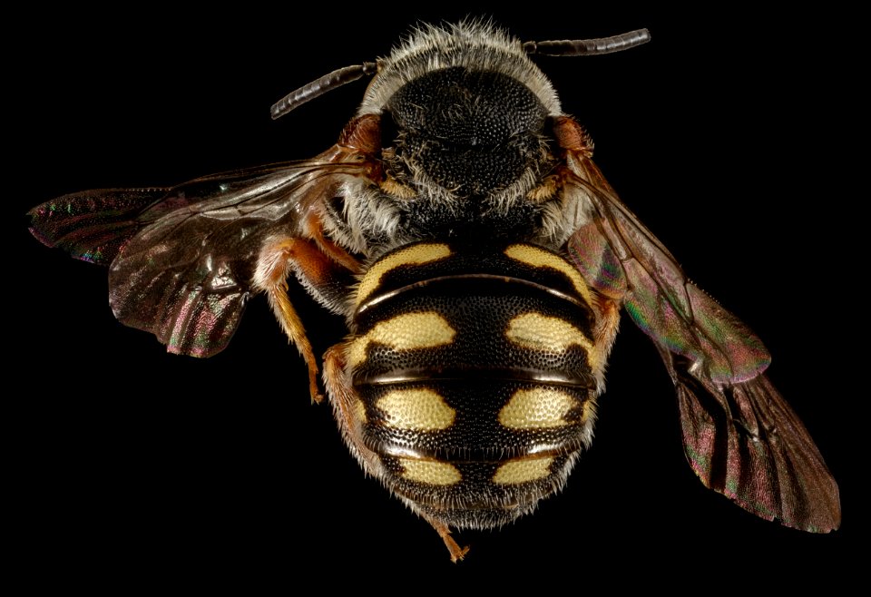 Stelis nasuta, M, Back, Greece, Aegean Islands, Lesvos, Mytilene 2015-02-24-13.25.23 ZS PMax