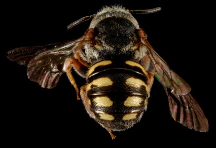 Stelis nasuta, M, Back, Greece, Aegean Islands, Lesvos, Mytilene 2015-02-24-13.25.23 ZS PMax photo