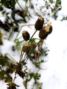 Thimbleweed (Anemone virginiana)