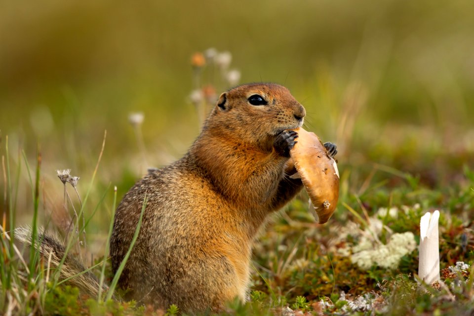 Arctic ground squirrel eats a mushroom