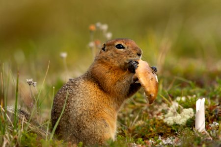 Arctic ground squirrel eats a mushroom photo