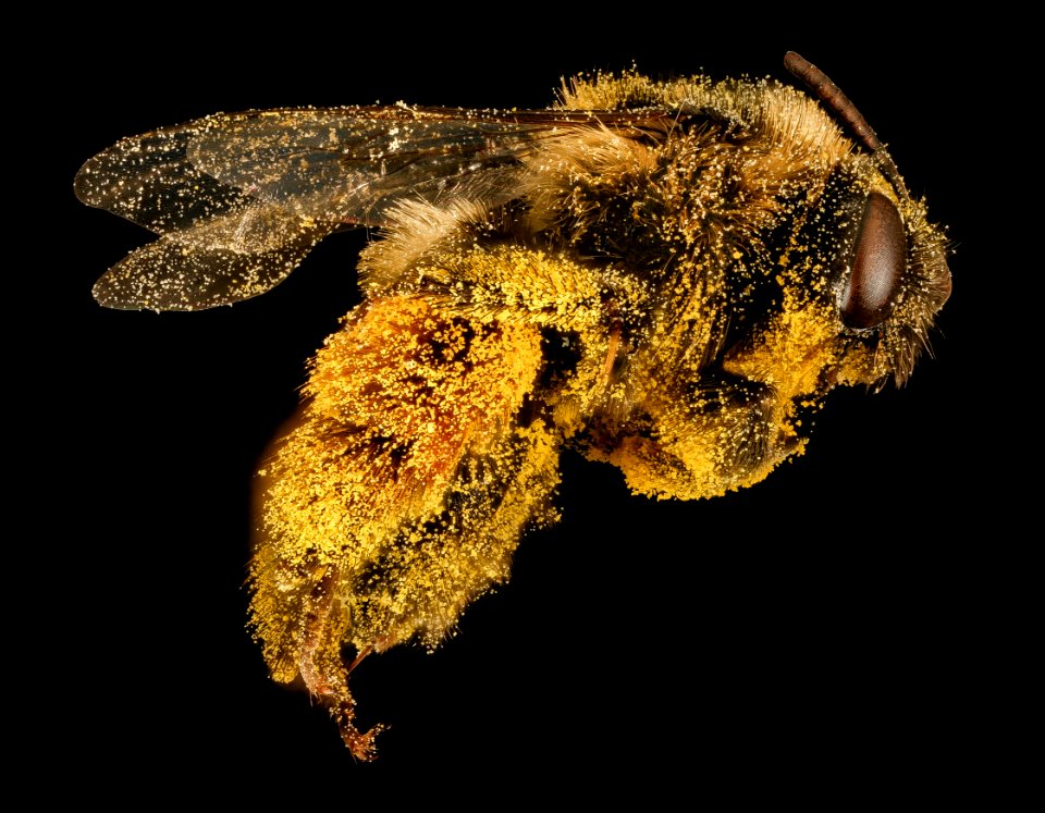 Melissodes desponsa, f, side, Maine, Du Clos 2015-12-01-17.53