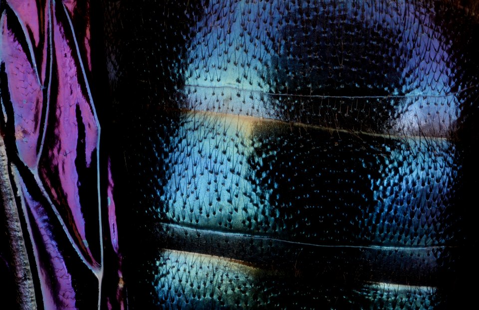 Xylocopa balck violetwing, f, kyrgystan, face 2014-08-09-18.39.14 ZS PMax