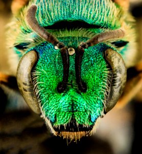 Agapostemon sericeus, F, Face, MD, PG County 2014-01-31-16.22.08 ZS PMax