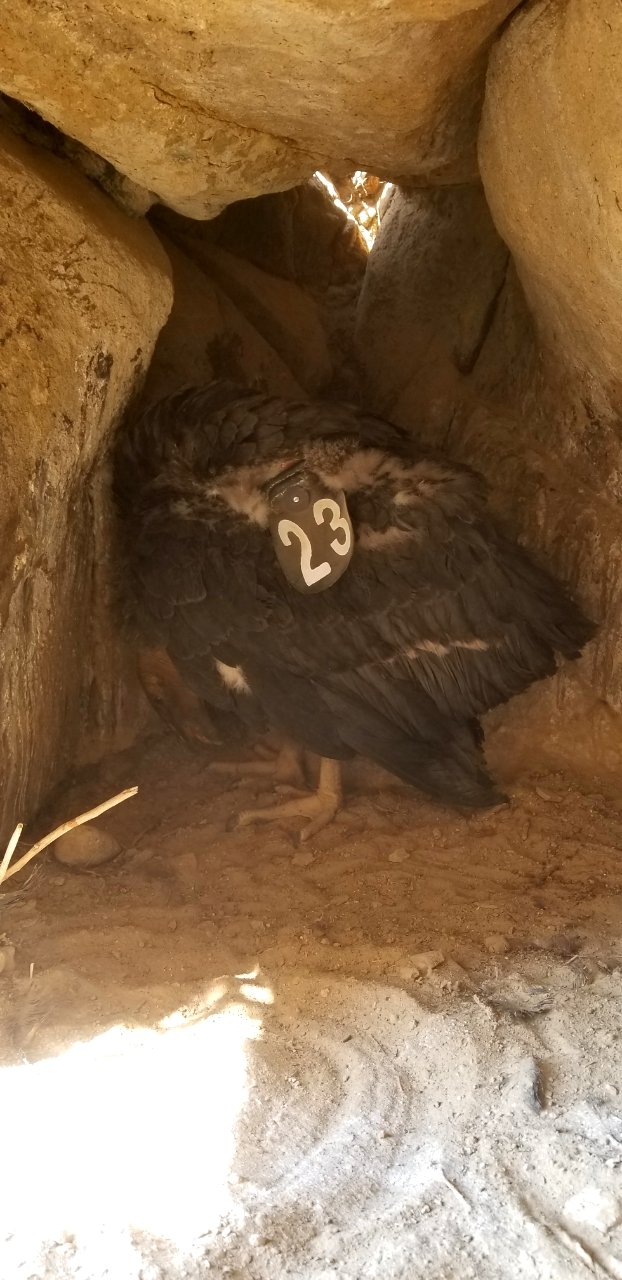 California condor #923 in its nest.
