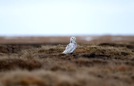 Snowy owl