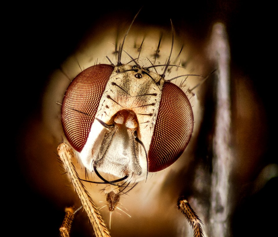 fly, md, kent, eastern neck, nwr,face 2015-05-25-14.21.32 ZS PMax