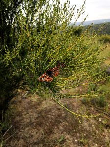 Quino checkerspot butterfly