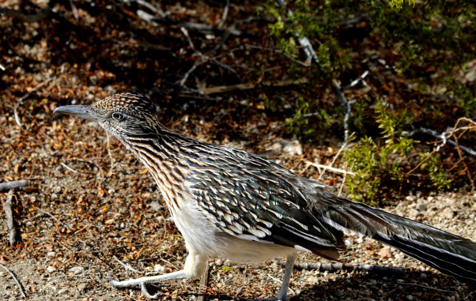 Greater roadrunner on the run
