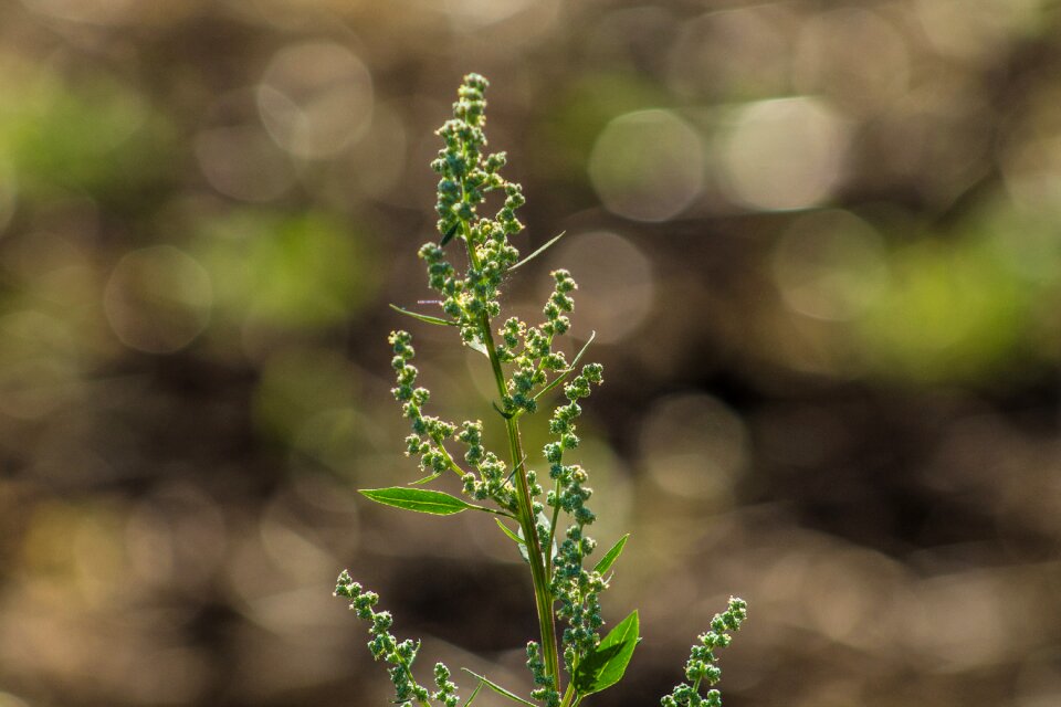 Plant nature wild grasses