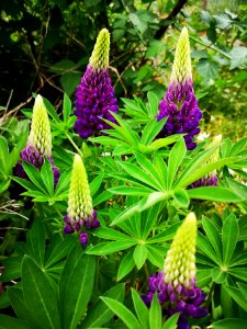 Lupinus Mini Gallery Blue