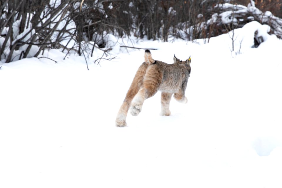 Lynx Project At Yukon Flats National Wildlife Refuge