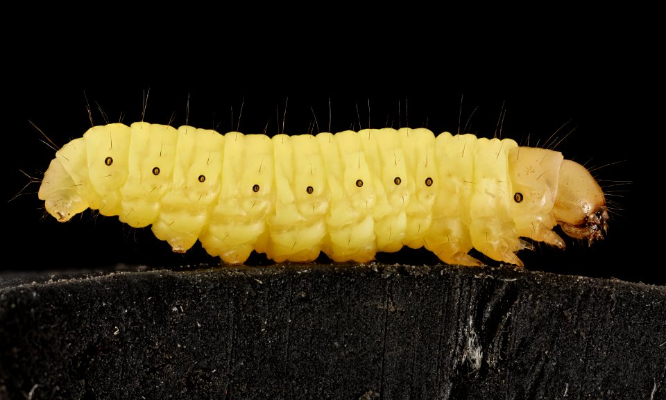 Wax worm, U, Maryland, side 2015-07-13-13.01.17 ZS PMax