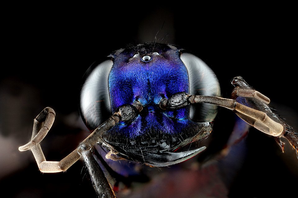 Chlorion aerarium,-face 2012-07-10-13.05.48-ZS-PMax