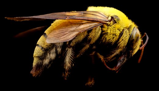 xylocopa india yellow, m, india, angle 2014-08-10-10.55.37 ZS PMax photo