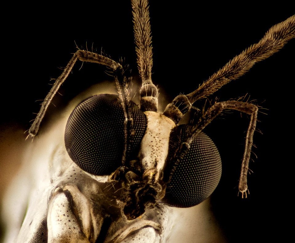 phantom crane fly 2015-04-19-16.23.54 ZS PMax