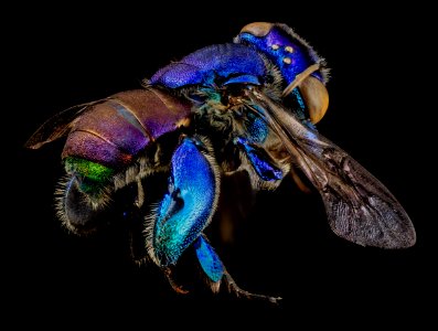 orchid bee green butt, side, guyana 2014-06-17-18.35.26 ZS PMax photo