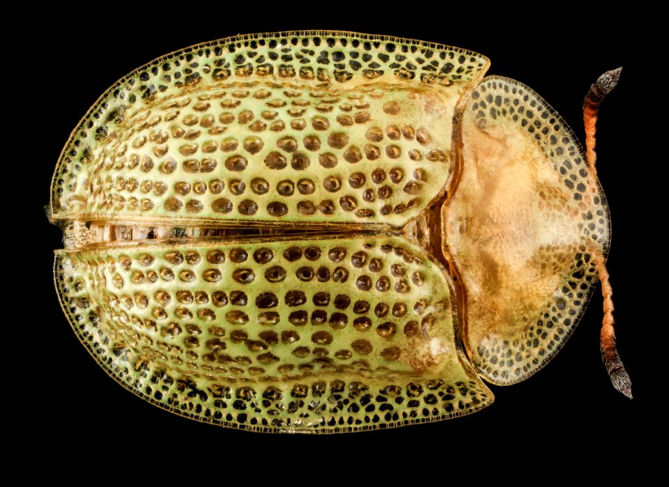 Gratiana pallidula, U, Back, MD, Patuxent Wildlife Research Center 2013-07-08-17.44.37 ZS PMax