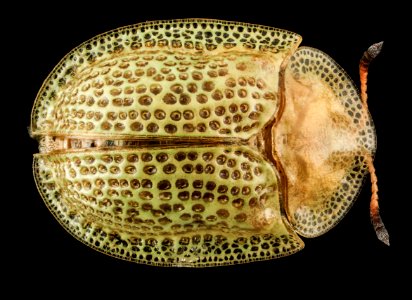 Gratiana pallidula, U, Back, MD, Patuxent Wildlife Research Center 2013-07-08-17.44.37 ZS PMax photo