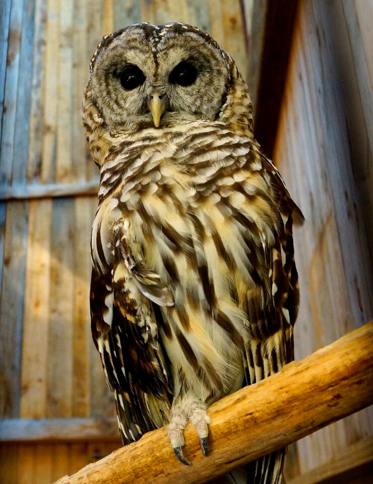 Barn bird brown owl