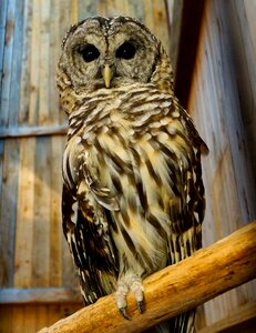 Barn bird brown owl photo