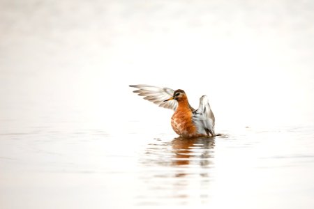 Red phalarope - Arctic Bird Fest 2019