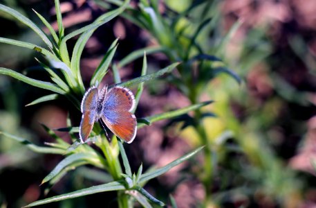 Western pygmy blue butterfly