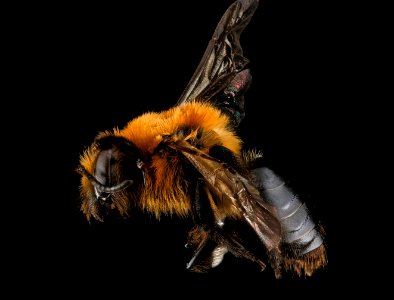 Andrena dunningi, F, side, MD, Harford County 2013-04-29-17.29