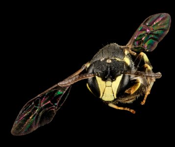 Hylaeus floridanus, M, face, Moore Co., N. Carolina 2014-01-08-15.47.42 ZS PMax