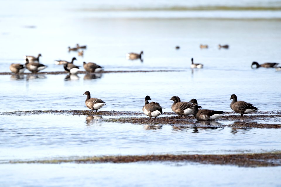 Black Brant at Izembek Lagoon photo