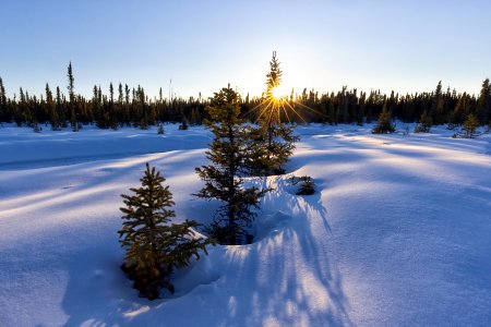 Sun star through the trees.