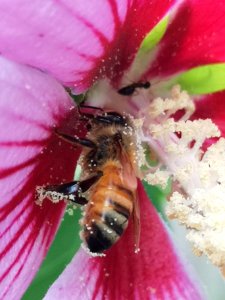 Honeybee visiting Hibiscus syriacus