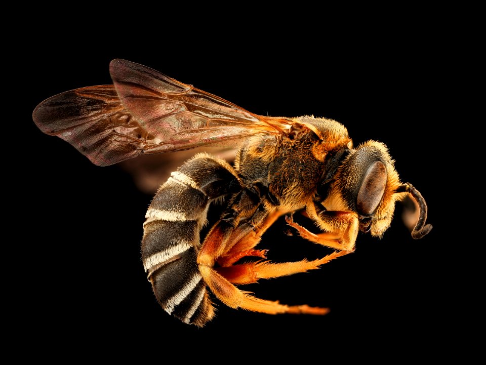 Halictus parallelus, m, right, Prince George's Co, MD 2019-03-21-23.21.33 ZS PMax UDR