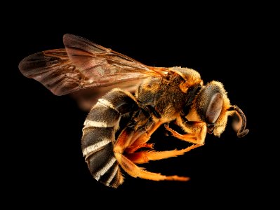 Halictus parallelus, m, right, Prince George's Co, MD 2019-03-21-23.21.33 ZS PMax UDR