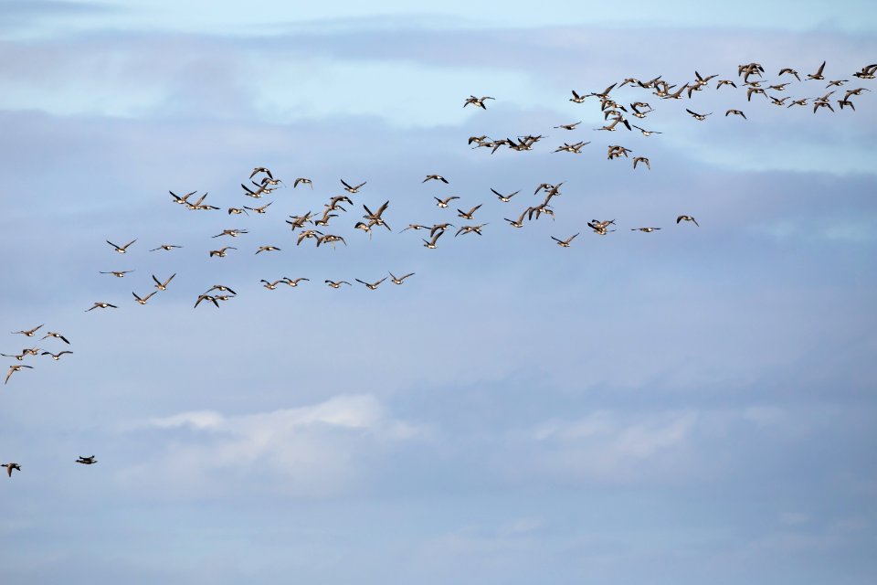 Black Brant at Izembek Lagoon photo