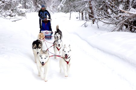 Recreational dog mushing in the snowy forest.