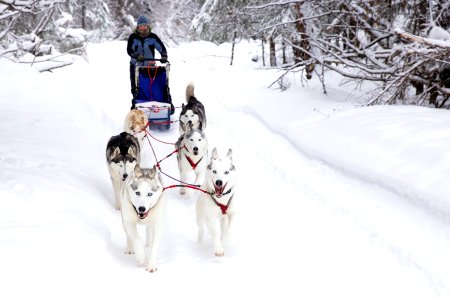 Recreational dog mushing in the snowy forest. photo