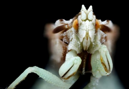 ambush bug, face 2020-08-27-15.40.28 ZS PMax UDR photo