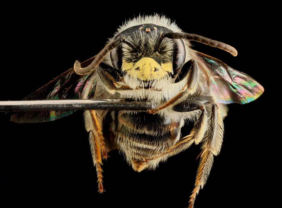 Andrena cressonii, Male, Face, Maryland 2013-05-31-18.18.47 ZS PMax