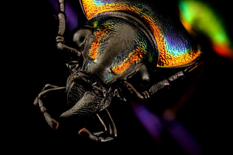Calosoma scrutator, side, AR 2016-09-15-17.12