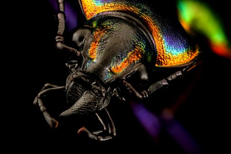 Calosoma scrutator, side, AR 2016-09-15-17.12