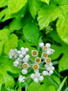 Pearly everlasting Anaphalis margaritacea and golden hops Humulus lupulus Aureus photo