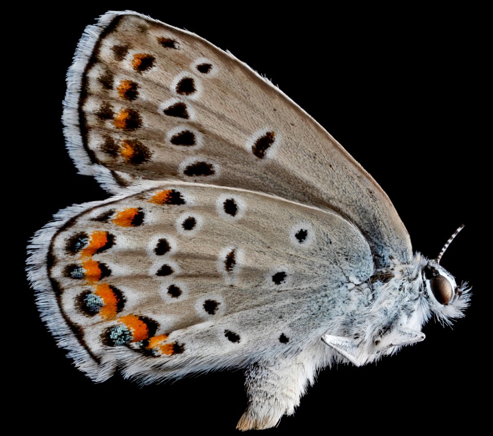 Karner blue, M, side, 2013-01-31-14.26