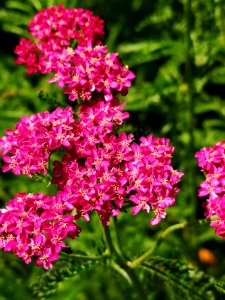 Achillea millefolium Desert Eve 'Deep Rose' photo