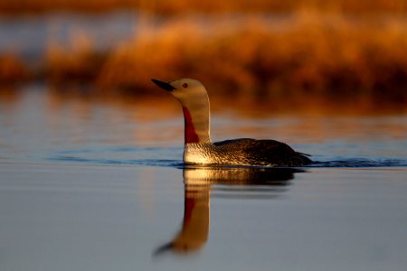 Red-throated loon photo